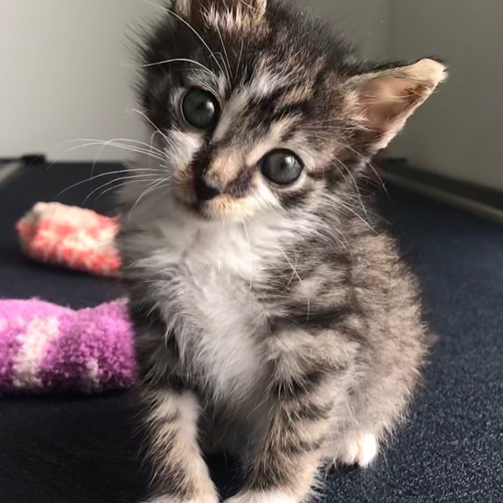 Meet your Posher, Chloe